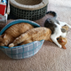 The downstairs kitten sometimes comes up to play. Cosmo enjoys it and Clementine pretends it isn’t happening.